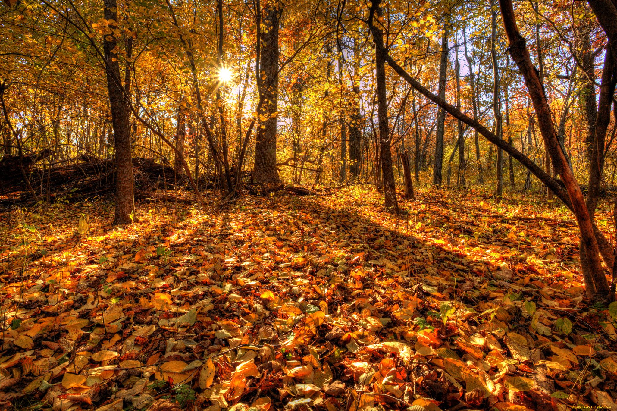 Осенние картинки. Осенний лес. Осень в лесу. Лес осенью. Опавшая листва.